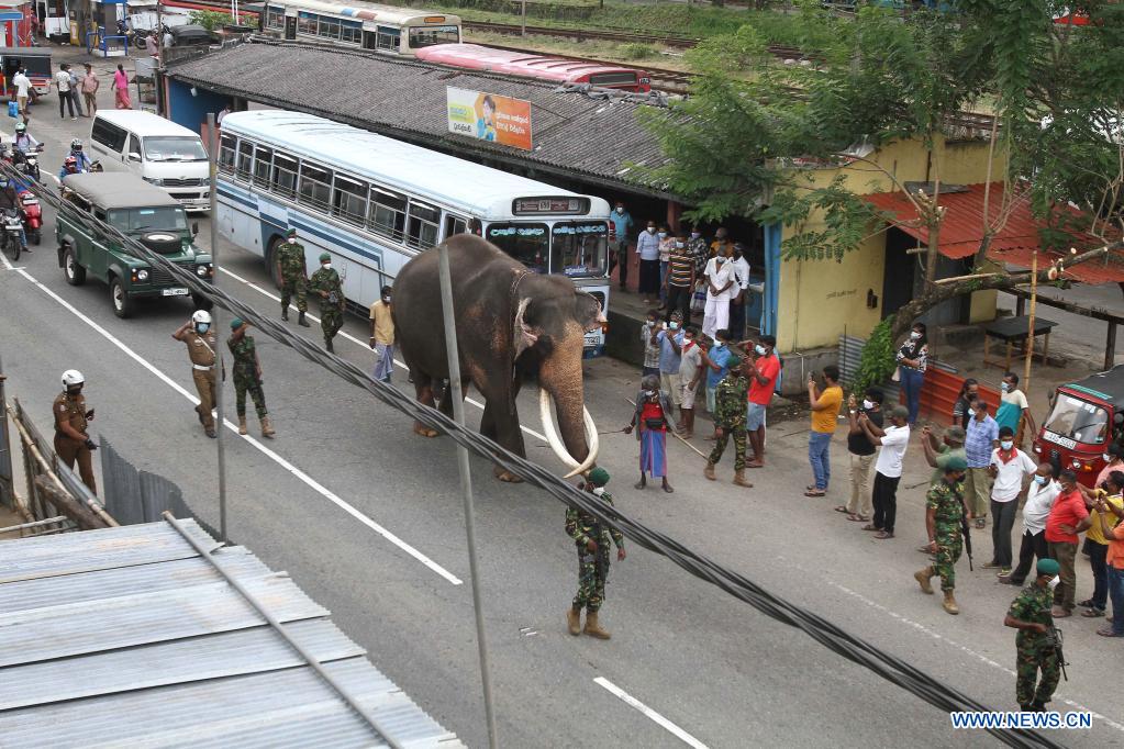 Royal Elephant Prepares to Take Part in Kandy Esala Perahera in Kandy, Sri Lanka