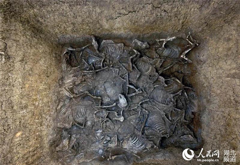 湖北随州枣树林墓地入选十大考古新发现