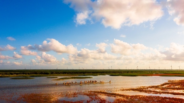 초가을 條子泥습지, 곳곳마다 아름다운 화폭 초가을 條子泥습지, 곳곳마다 아름다운 화폭_fororder_6