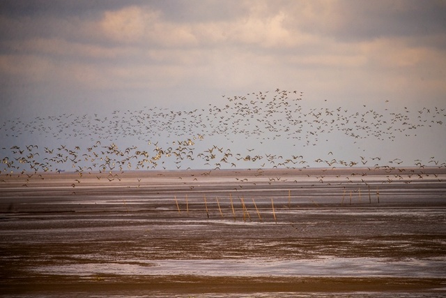 초가을 條子泥습지, 곳곳마다 아름다운 화폭 초가을 條子泥습지, 곳곳마다 아름다운 화폭_fororder_5
