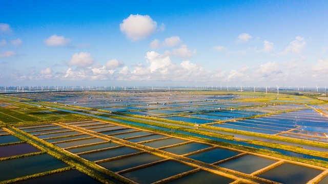 초가을 條子泥습지, 곳곳마다 아름다운 화폭 초가을 條子泥습지, 곳곳마다 아름다운 화폭_fororder_7