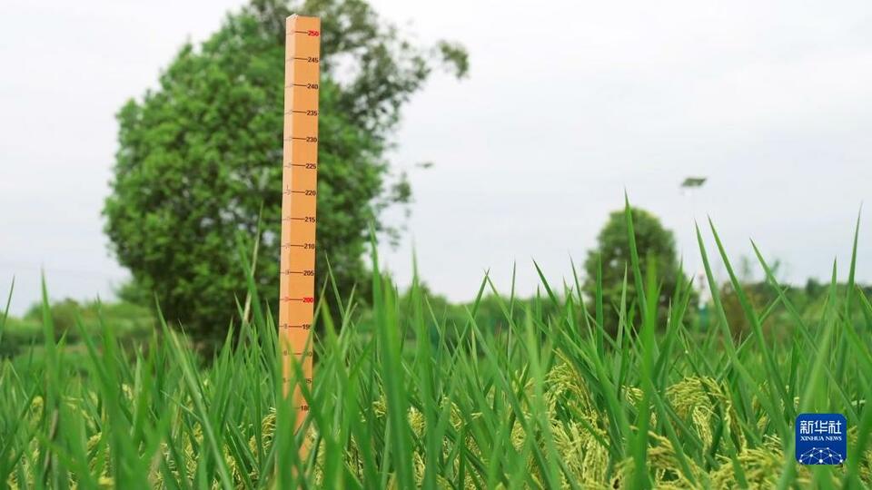 重庆大足2米高“巨人稻”试种成功
