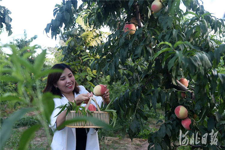 河北定州：培育高端果品 助力乡村振兴