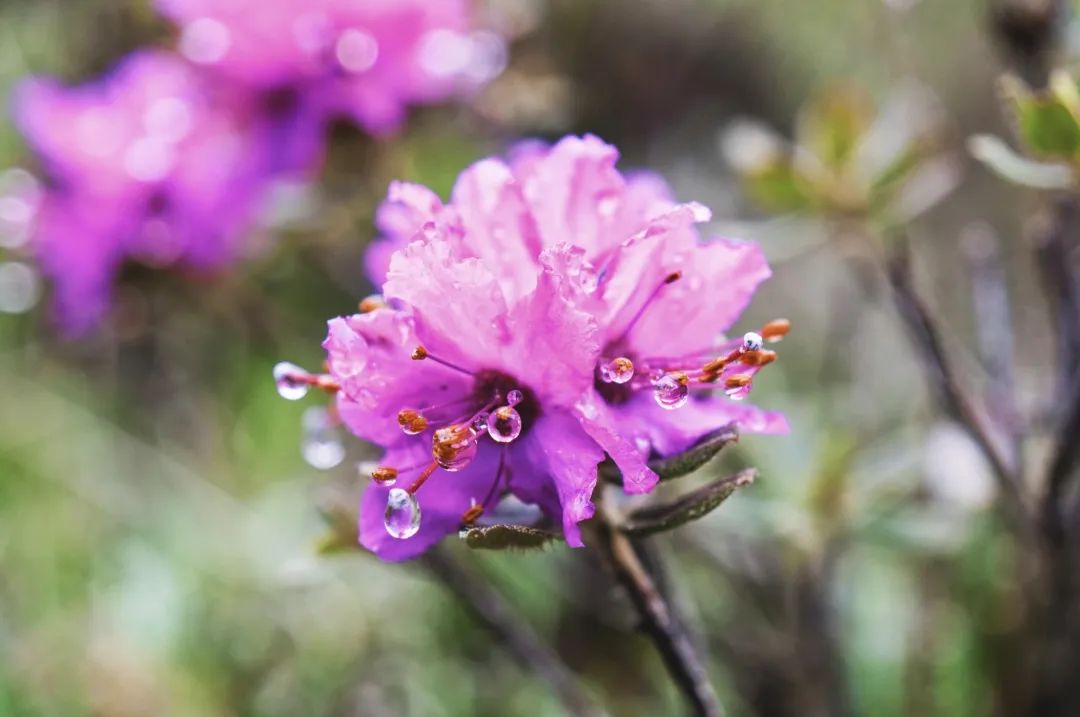 大型自然園藝類紀(jì)錄片《花開中國》五一假期隆重開播