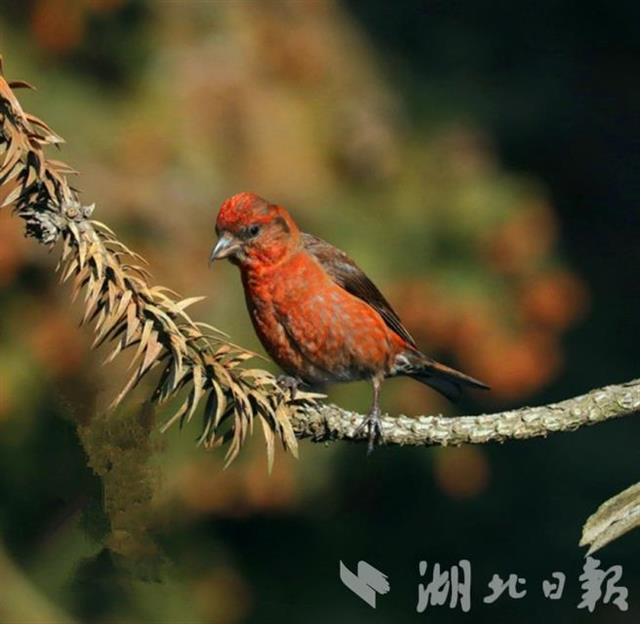 谷城薤山发现珍稀鸟种——红交嘴雀