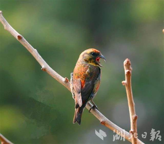 谷城薤山发现珍稀鸟种——红交嘴雀