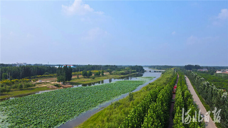 河北威县:河清岸绿生态美