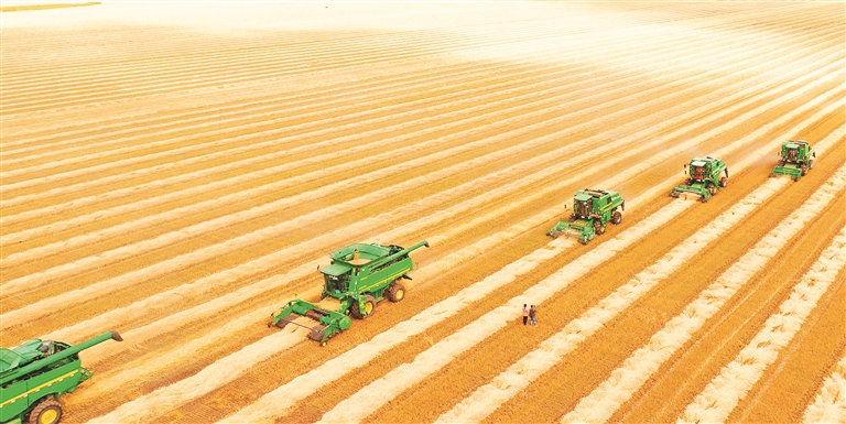 北大荒集团九三分公司2.09万亩小麦雨前抢收告捷