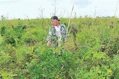 黑河：柞蚕养殖富了永和村民