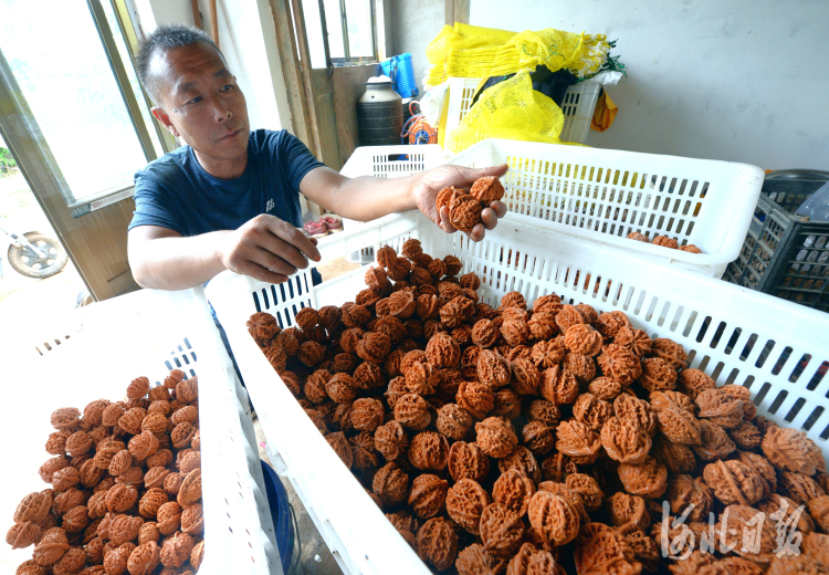 河北涞水:麻核桃产业 助农增收