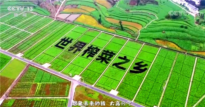 走进乡村看小康 | 重庆涪陵榨菜：我一点也不“菜”！