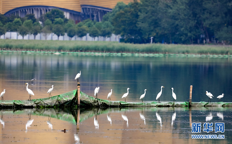 武汉：生态环境改善 水鸟城市安家