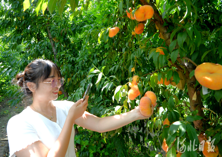 河北饶阳：果品种植助农增收