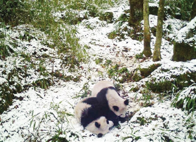 【中首  陕西】陕西省再次拍摄到秦岭大熊猫母子