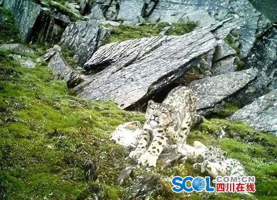 四川首次拍到雪豹四口之家同框