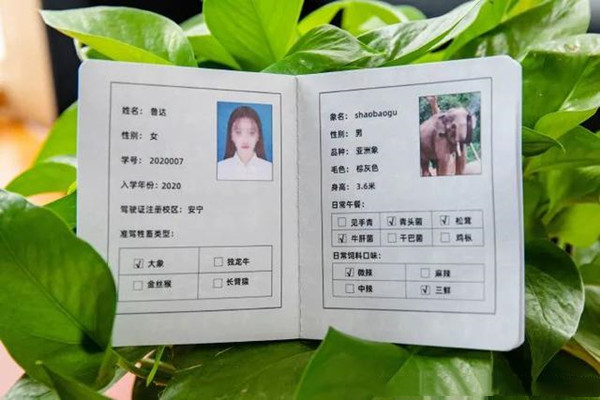 มหาวิทยาลัยในยูนนานมอบ “ใบขับขี่ช้าง” เป็นของขวัญรับเปิดเทอม_fororder_大象2_副本