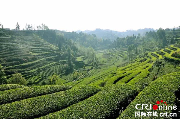 图片默认标题_fororder_生态有机茶-摄影-梁前坤