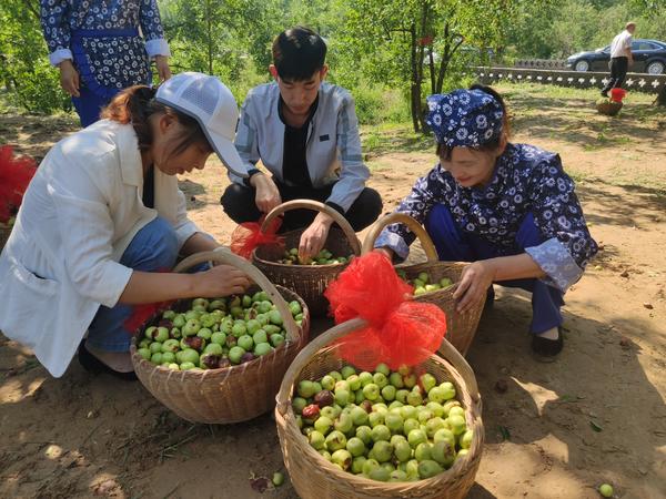 又到红枣飘香时！三门峡川塬古枣林“后地大枣”开杆啦