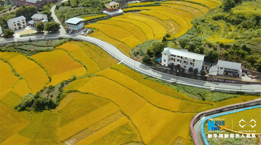 【城市远洋】重庆：金色“稻路”话丰年