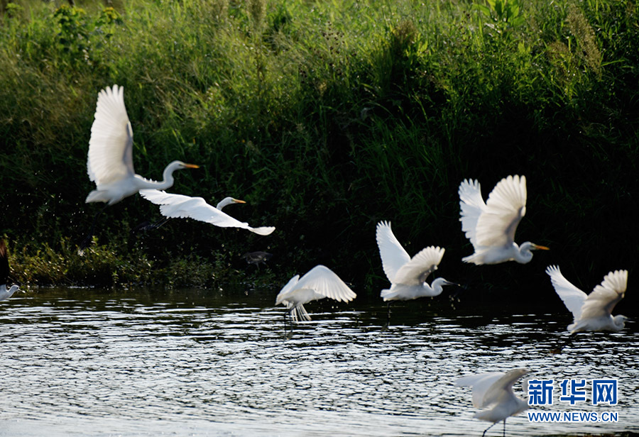 湖北汉川市包湖湿地生态美 白鹭成群翩翩飞