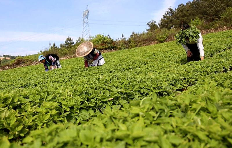 贵州贵定山里农人管护忙组图