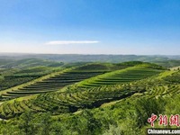 Ladang Teres Mempesona Ketika Musim Luruh