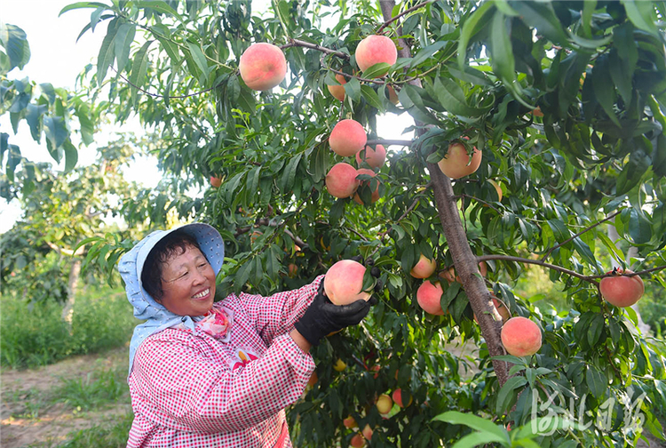 河北定州：培育高端果品 助力乡村振兴