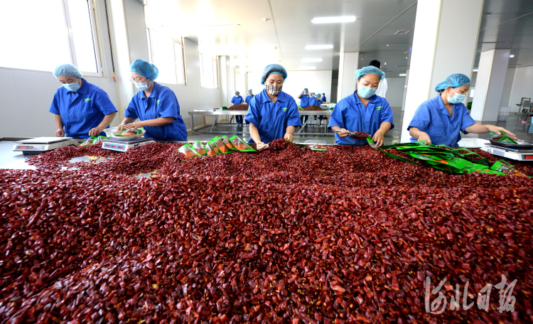 河北沧州：农产品产业链 助推农业提档升级