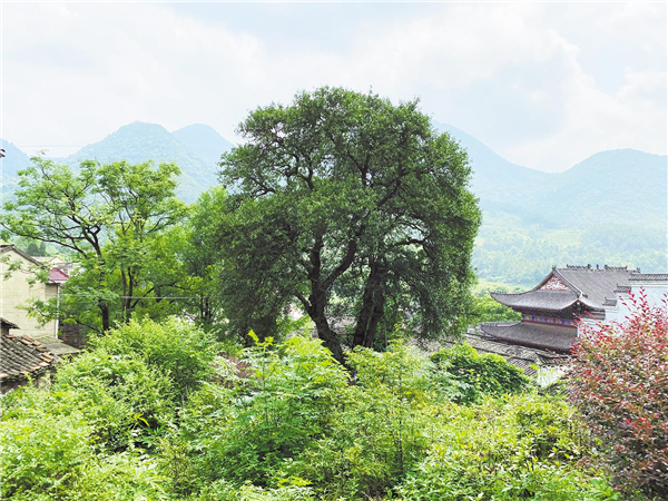 黄桃＋葡萄＋古村落＋好风景 大冶金湖街崛起农旅产业带_fororder_01