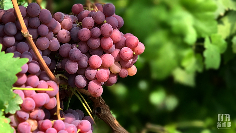 时政新闻眼丨陕西考察第二天,这个主题很鲜明