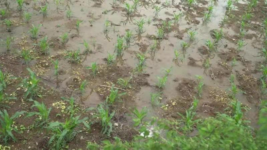 贵州关岭：遭暴雨袭击 部分道路被毁 农作物受灾严重