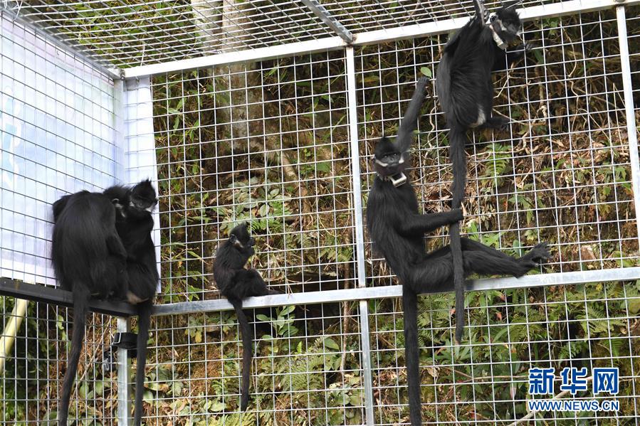 人工繁育黑叶猴全球首次放归广西大明山