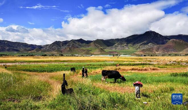 Aura Musim Luruh Dirasai di Tibet_fororder_zang3