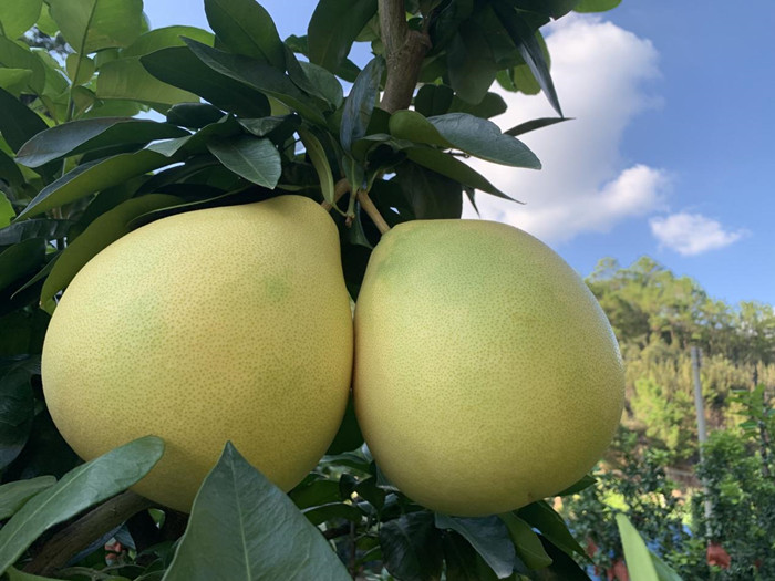 广东梅州蜜柚进入成熟期  预计今年产量达50万吨_fororder_图片3