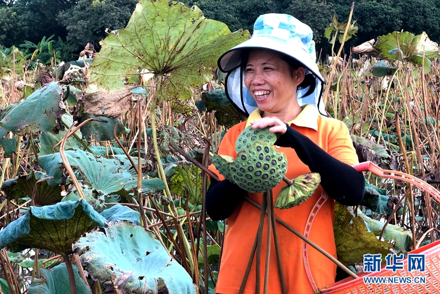 “荷”你有约 小村振兴“莲”经济