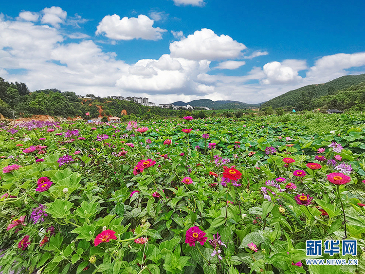 旅游天堂“变形记”①|见山望水话乡韵 云岭山乡孕新机