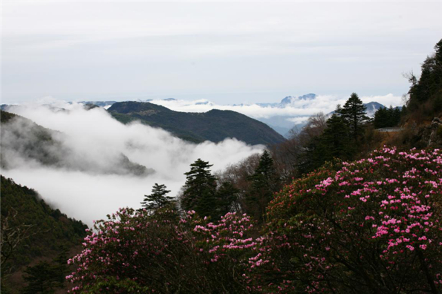 湖北神农架举办万亩高山杜鹃花摄影大赛