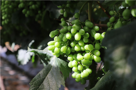 （转载）四川彭山：葡萄田间管理正当时