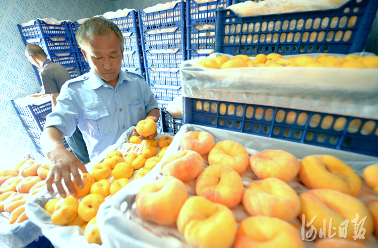 河北饶阳：果品种植助农增收