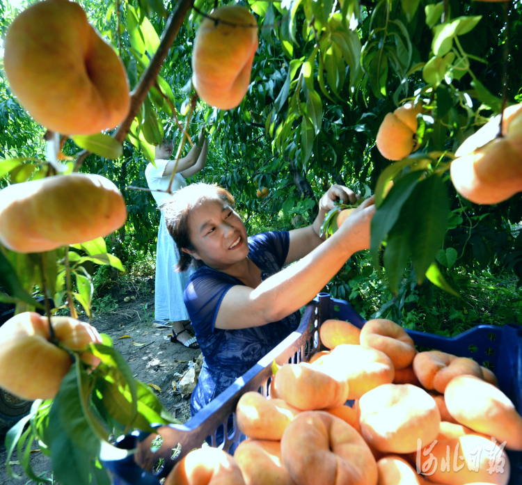 河北饶阳：果品种植助农增收