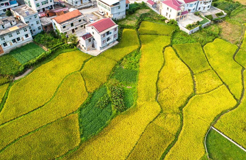 湖北通山：稻谷翻金浪 山村美如画