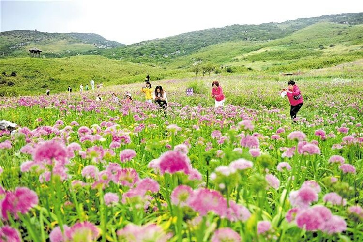 （中首）六盘水：韭菜花开醉游人_fororder_中首2