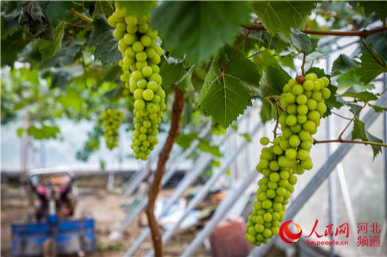 河北安国：新品种葡萄为乡村振兴注入新活力