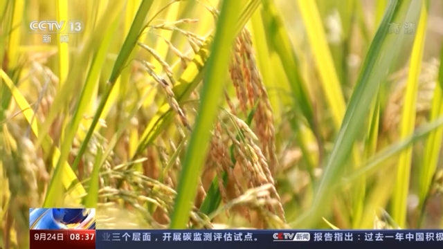 联合国粮食系统视频峰会开幕 古特雷斯:在疫情恢复中改进粮食系统