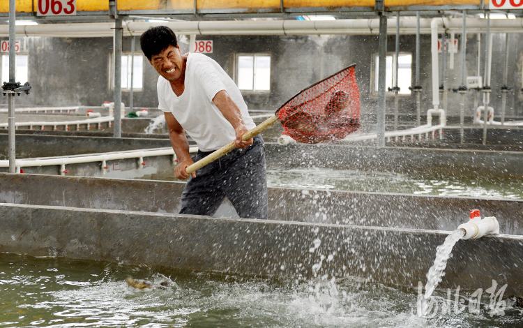河北黄骅：现代渔业促增收