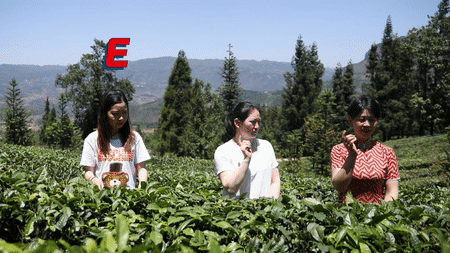 壁纸 成片种植 风景 植物 种植基地 桌面 450_253 gif 动态图 动图