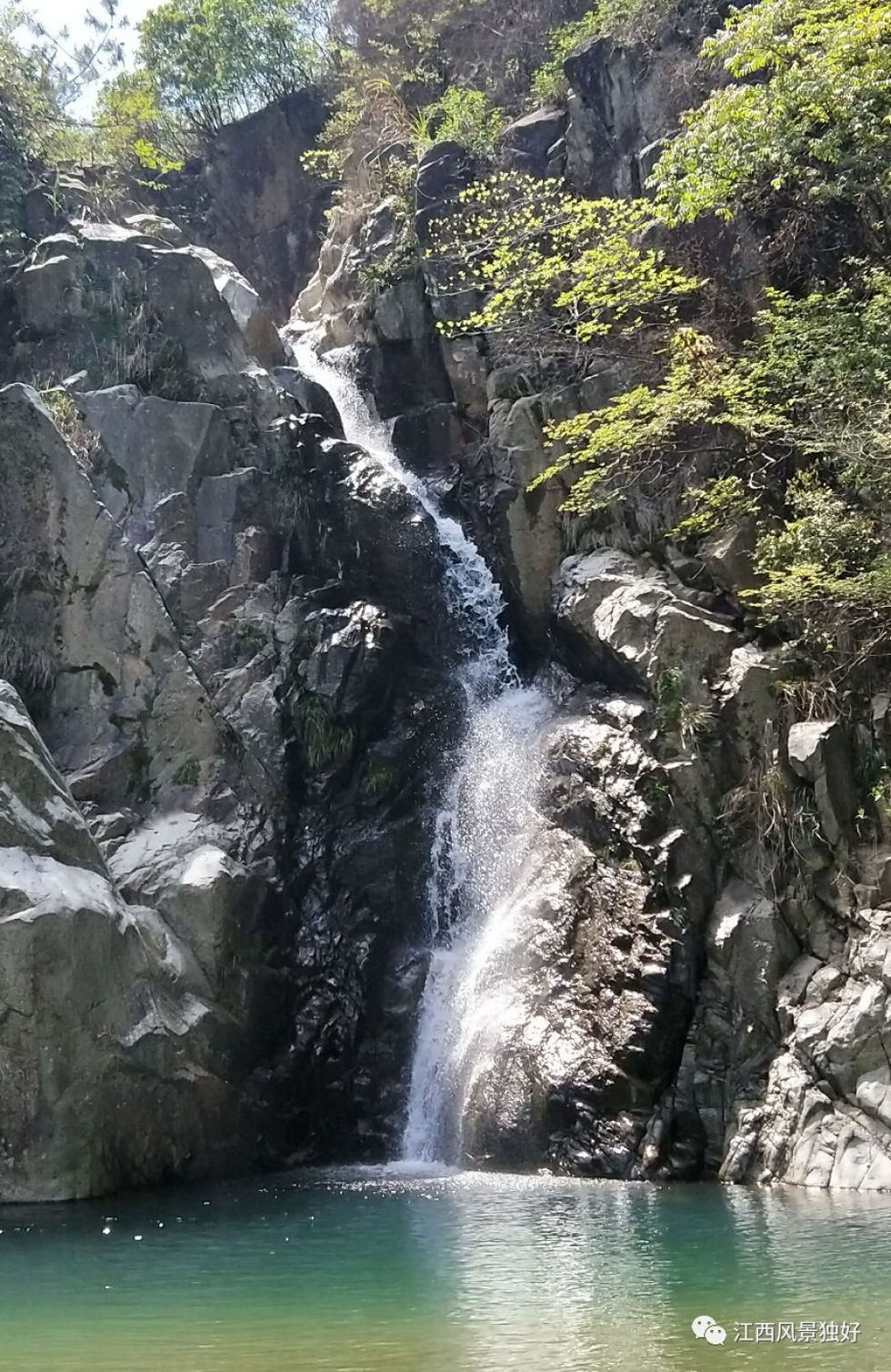 朱虹：万亩映山红花海创视觉盛宴令人震撼！荷湖旅游业转型建江西首红前景光明