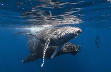 摄影师印度洋水下冒险拍摄座头鲸英姿