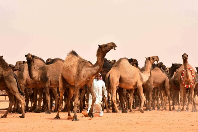 骆驼选美带火迪拜克隆骆驼生意
