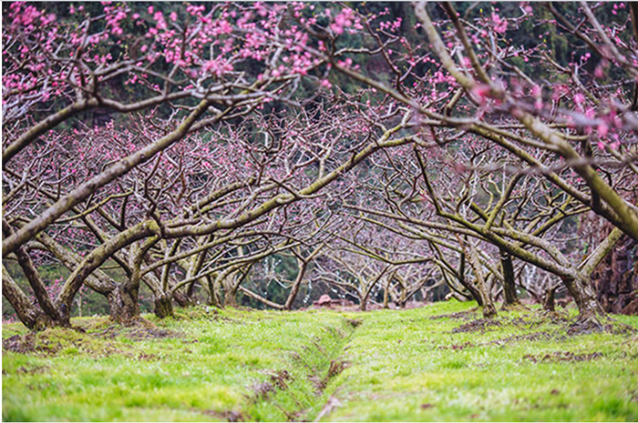 图片默认标题_fororder_20200511-SICHUAN-2